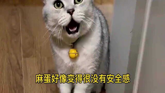 猫咪真的会关心主人吗?自从我家丑丑搬走后,连麻蛋都变的懂事了