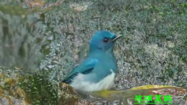 带你看鸟儿夏日纳凉沐浴:13种鸟类写真集