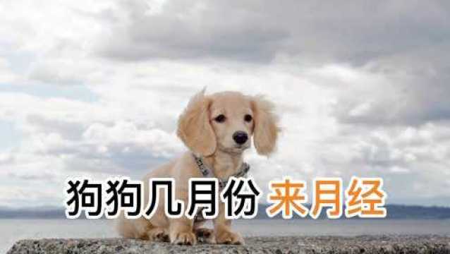 狗狗几月份来月经