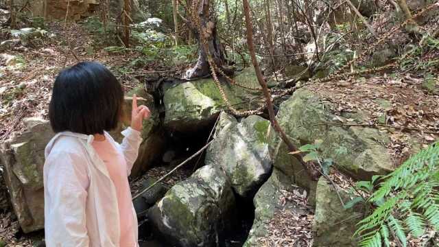 深山发现两枝过山龙,生长了好多年,很多人都没见过