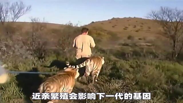 纪录片虎啸非洲下集之放虎归原