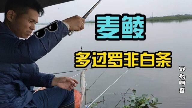 又是一个野钓天堂,这里的麦鲮比罗非白条还多,你有去过吗?