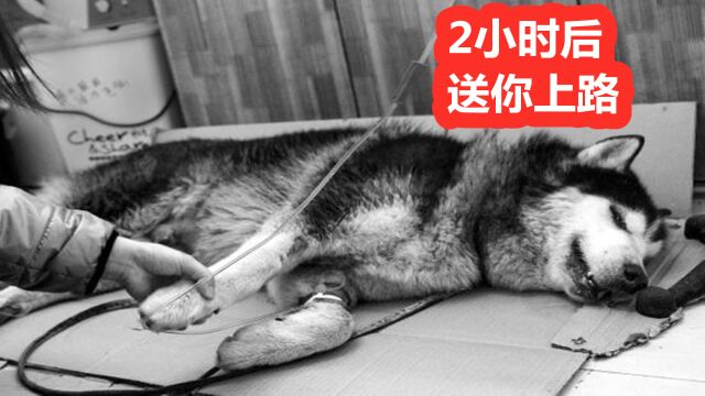 两个小时后要被安乐的哈士奇犬,因为一张图片火遍全网,结局令人泪目