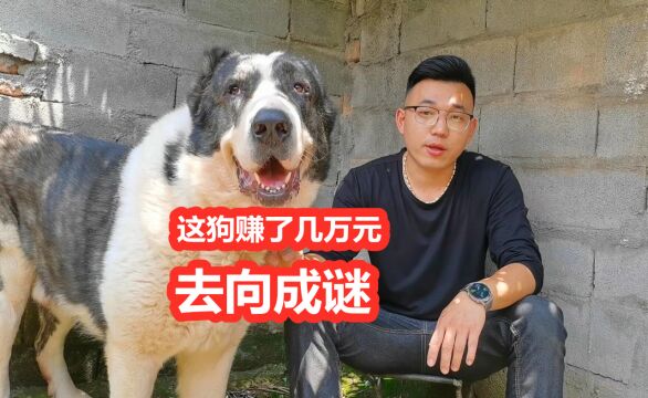 中亚牧羊犬拍视频赚了几万元,如今去向成谜,真相令人意外