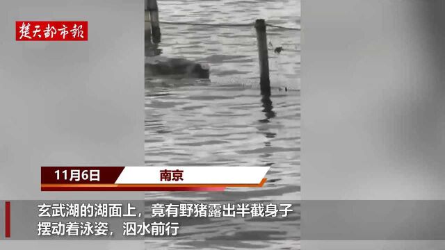 南京玄武湖有野猪“冬泳”,景区:正实施抓捕