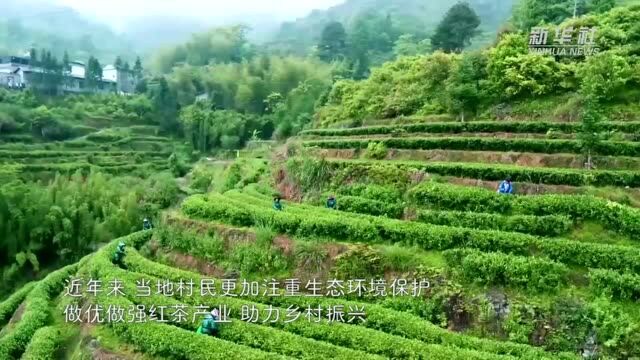 福建武夷山红茶核心产区上演斗茶赛