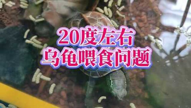 家里暖气不热怎么养龟?20度左右温度下乌龟喂食方法和注意事项,海南冬天养龟喂龟方法,冬季喂龟注意事项