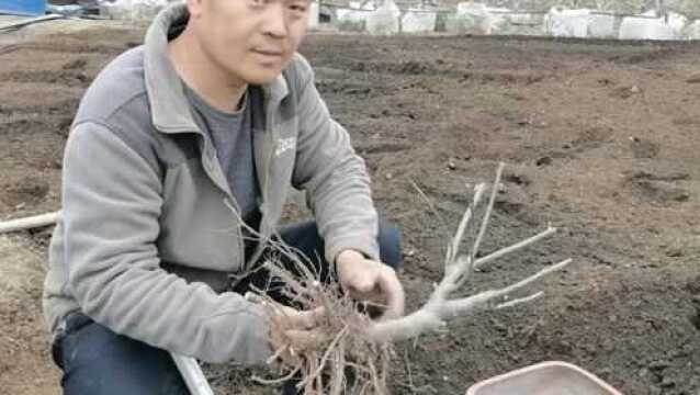 大亮的苹果盆景上盆了,盆景上盆也很有技巧,看他咋上的