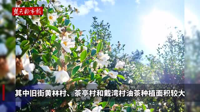 武汉新洲区5.2万亩油茶花“笑脸”迎客