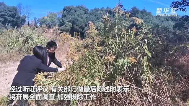 杭州检察机关聚焦“加拿大一枝黄花”治理