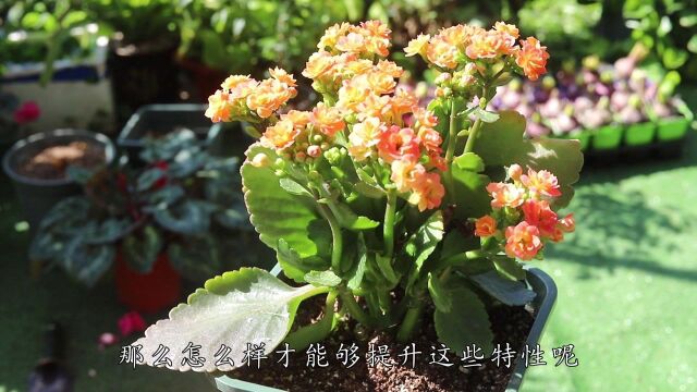 养长寿花,只要注意一件事,花开爆盆无压力