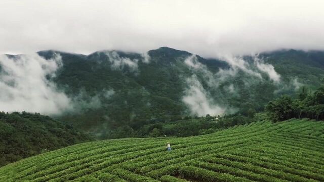 恩施玉露介绍