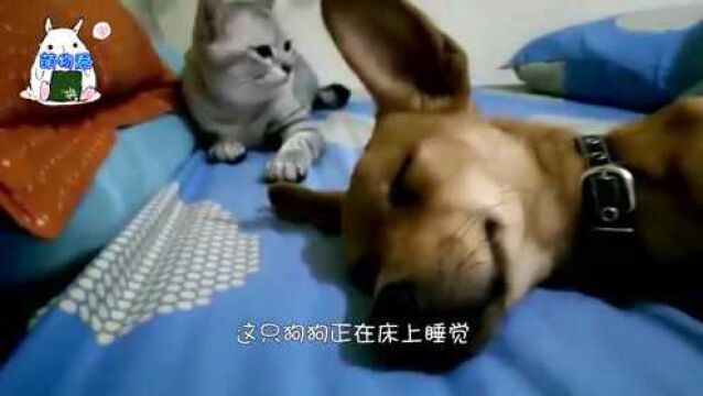 狗狗睡的正香,猫咪一巴掌打在狗头上,网友:像极了爱情