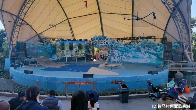 东莞香市动物园表演节目,杂志表演,海狮表演