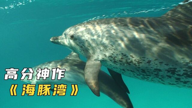 震惊全人类的大屠杀,揭露岛国罪行,高分纪录片《海豚湾》#一起看剧吧