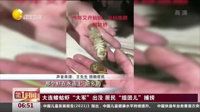 辽宁:大连蝼蛄虾“大军”出没,居民“组团儿”捕捞