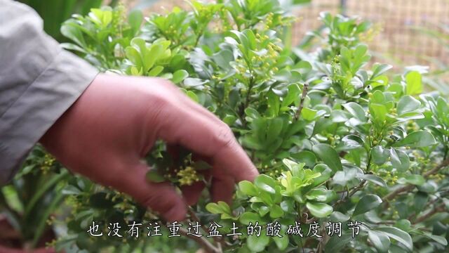 米兰花盆里洒把“黑豆子”开花多香味浓