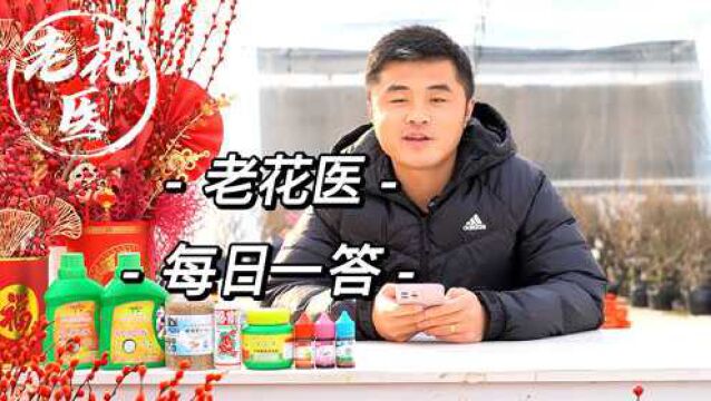 浇花流出的水像酱油?月季小苗不明原因叶片发黄?每日一答