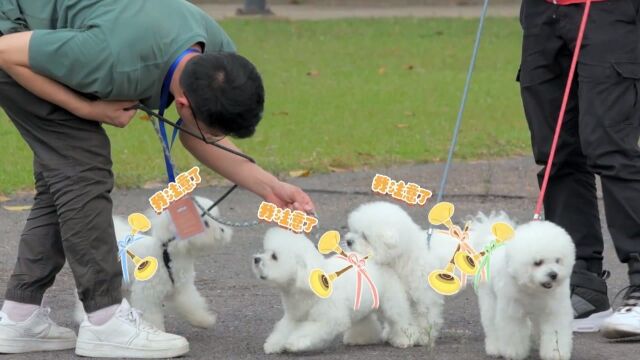 奈娃家族前往警犬训练基地——奈娃家族的上学日记第二季27