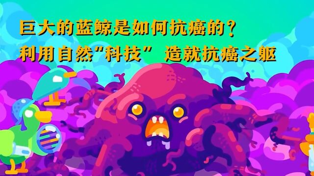 巨大的蓝鲸是如何抗癌的?利用大自然的“科技”,造就抗癌之躯