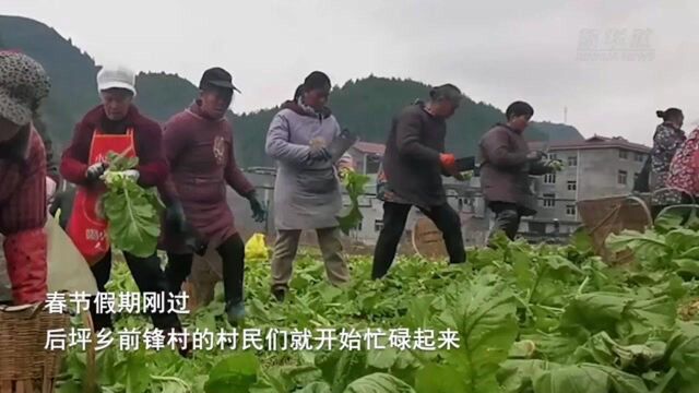 重庆酉阳:万亩青菜头抢收忙