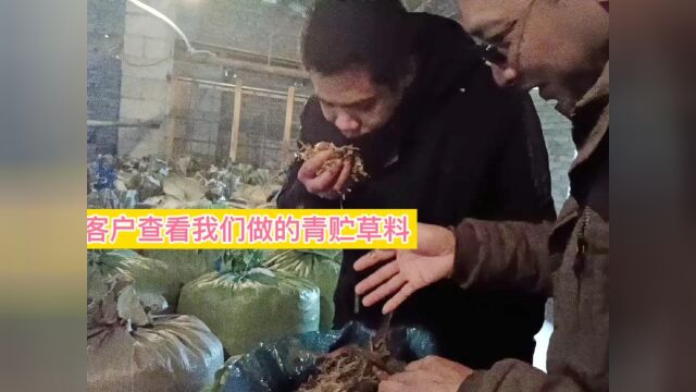 客户来我们贞丰县牧草加工基地,查看青贮饲料,你看发酵成功吗#牧草 #牧草种节 #牧草草料 #萌新UP #青贮饲料