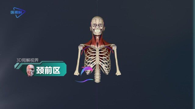 颈前区人体3D带你透过皮肤看身体!【泽桥视频制作】