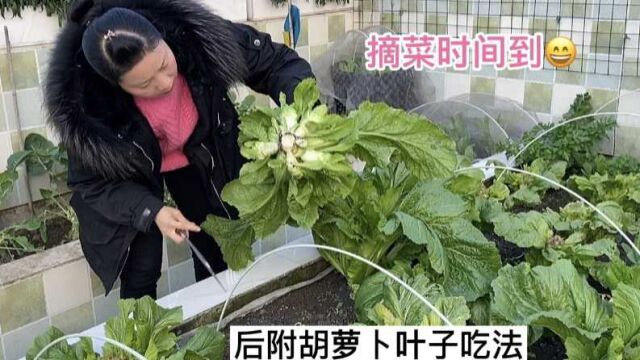 又到楼顶菜园摘菜时间了 网友提供的胡萝卜叶子吃法 真的很不错