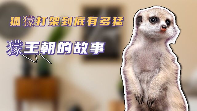 狐獴打架到底有多猛,堪比猛兽!狐獴王朝的故事!