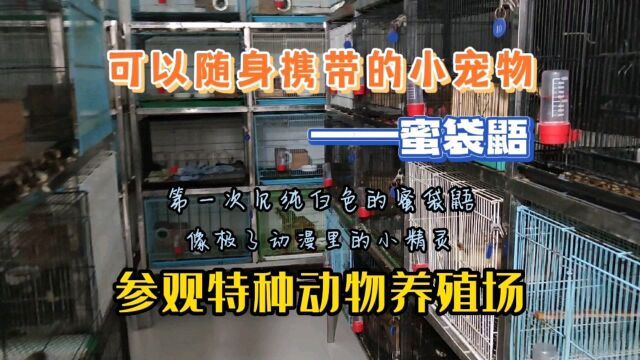 参观特种养殖场,网红小飞鼠蜜袋鼯