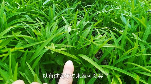 这样的空心菜你见过吗?老哥一年四季靠种它赚钱