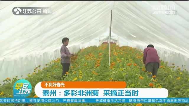 泰州:新增高效农业项目 大棚内多彩非洲菊绽放 采摘养护正当时