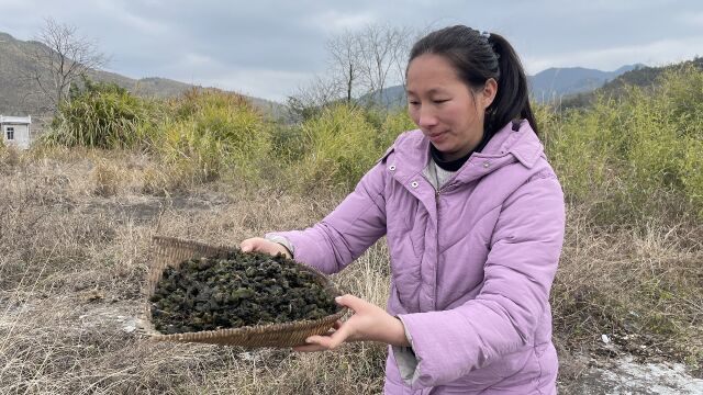 农村常见的地皮菜,很多人不知道它是珍贵药材,一起来认识下