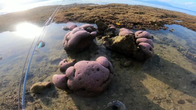 一顿美味的海鲜大餐 我们一起来品尝