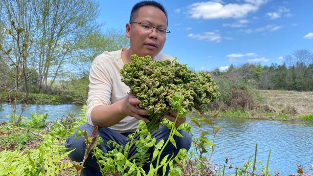 当季农村最火爆的野菜,70岁奶奶摘它去市场卖,一天收入300元