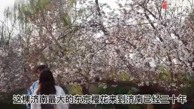 果然视频|灿若云霞!泉城公园里东京樱花绽放美不胜收