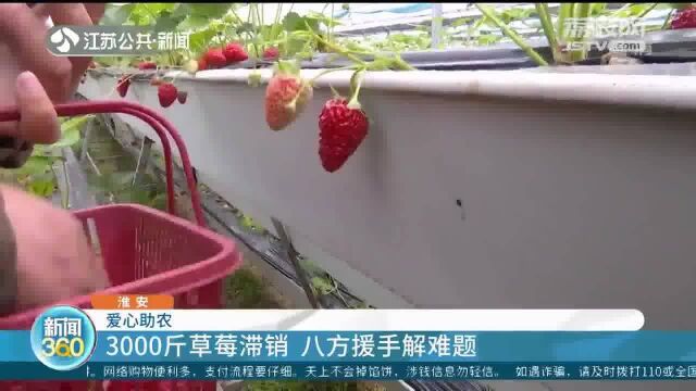 淮安:3000斤草莓因疫滞销 线上小程序“禾佳生鲜直销”可下单