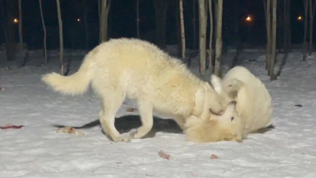 从小一起长大的小狼会有感情吗?战斗民族主人记录全过程