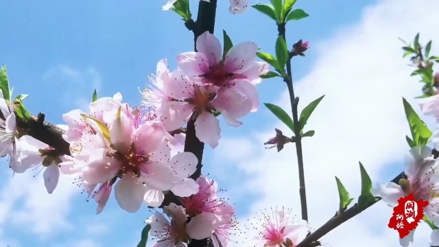 山上遍地蕨菜,阿嬷两晒一蒸成蕨菜干,整年都有山珍野味吃了