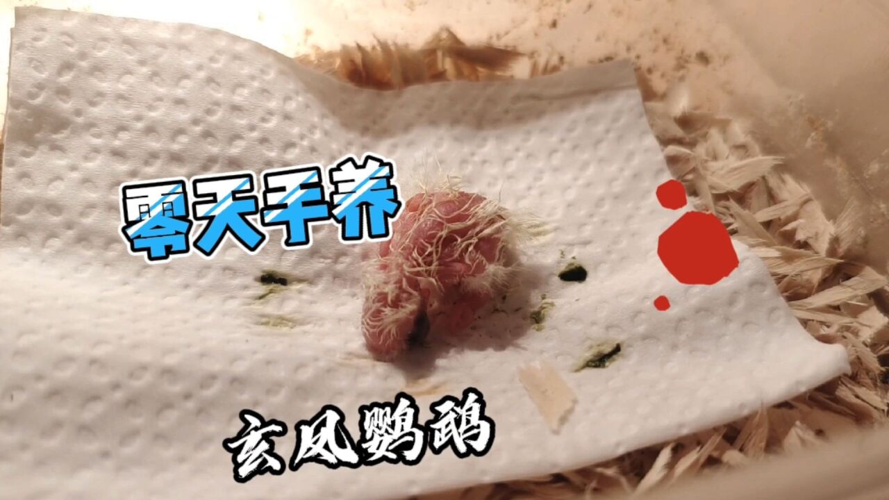 零天手养玄凤鹦鹉,第一天小鸟刚破壳