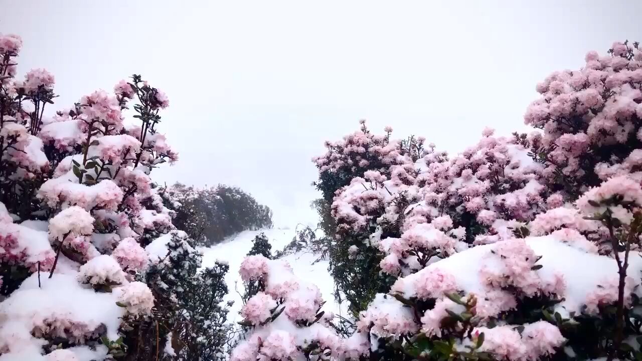 贵州乌蒙大草原:春雪晶莹 杜鹃花艳