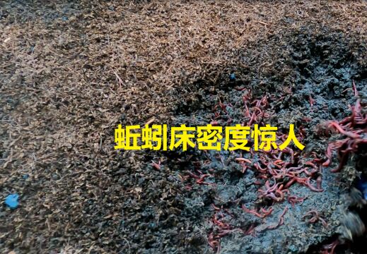 蚯蚓养殖一米8到10斤,简简单单