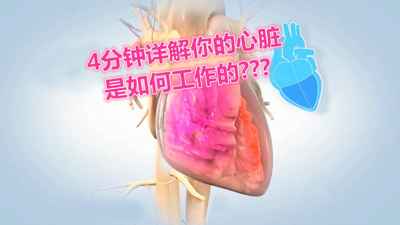 4分钟详解你的心脏是如何工作的