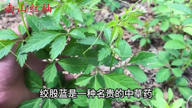 绞股蓝是一种珍贵药材,人称“神仙草”,看看都有啥好价值?