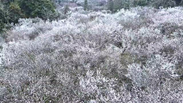 赏花经济组合拳 | 万亩樱花园有伴了!贵州梅园将成为贵安新区文旅新品牌