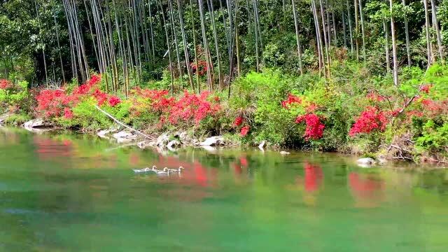 临水照花!这里的映山红大热朋友圈