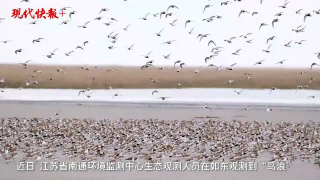 壮观!南通如东沿海滩涂湿地“鸟浪”来了