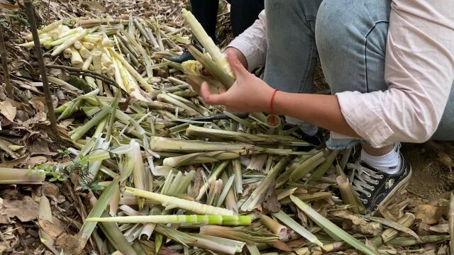 竹林剥壳有技巧,只要学会这一招,剥壳就像脱衣服一样快