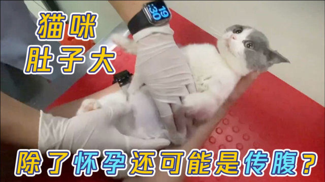 “铲屎官噩梦”猫传腹,哪些症状可以尽早发现?