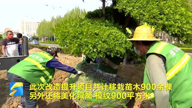 900余棵苗木“安新家” 潍坊市坊子区打造街头“微景观” 美化城市颜值